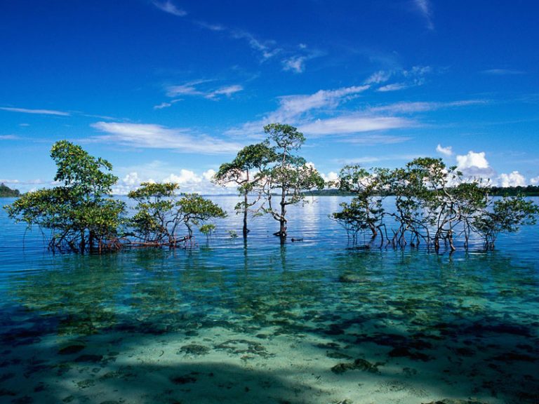 Avis Island Image 2