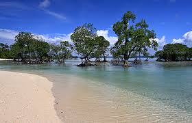 Kalipur Beach turtle nesting site in Diglipur Andaman