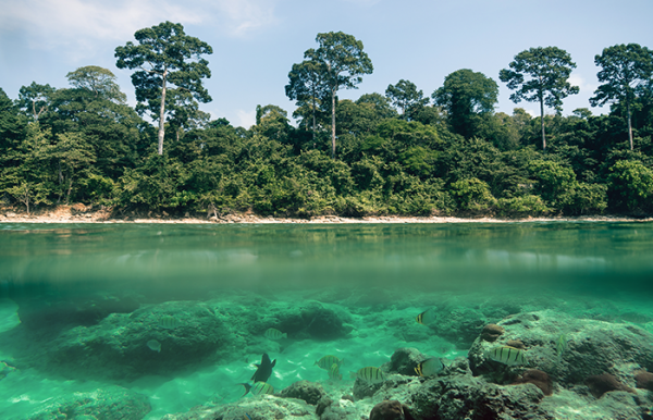 Laxmanpur Beach Andaman Natural Beauty