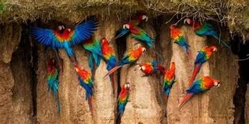 bird watching parrot island andaman