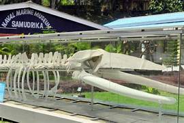 Explore 6 Famous Museums in Andaman | Port Blair Guide