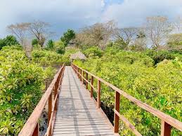 Yeratta Creek Rangat – Mangrove Creek & Nature Spot in Middle Andaman
