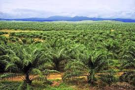 red palm oil plantation