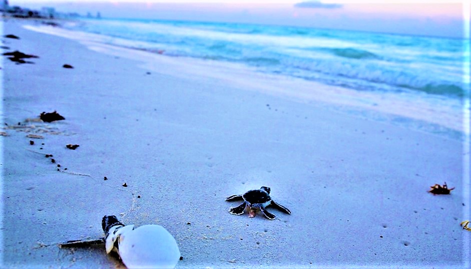 Sea turtle nesting at Cuthbert Bay Beach Rangat