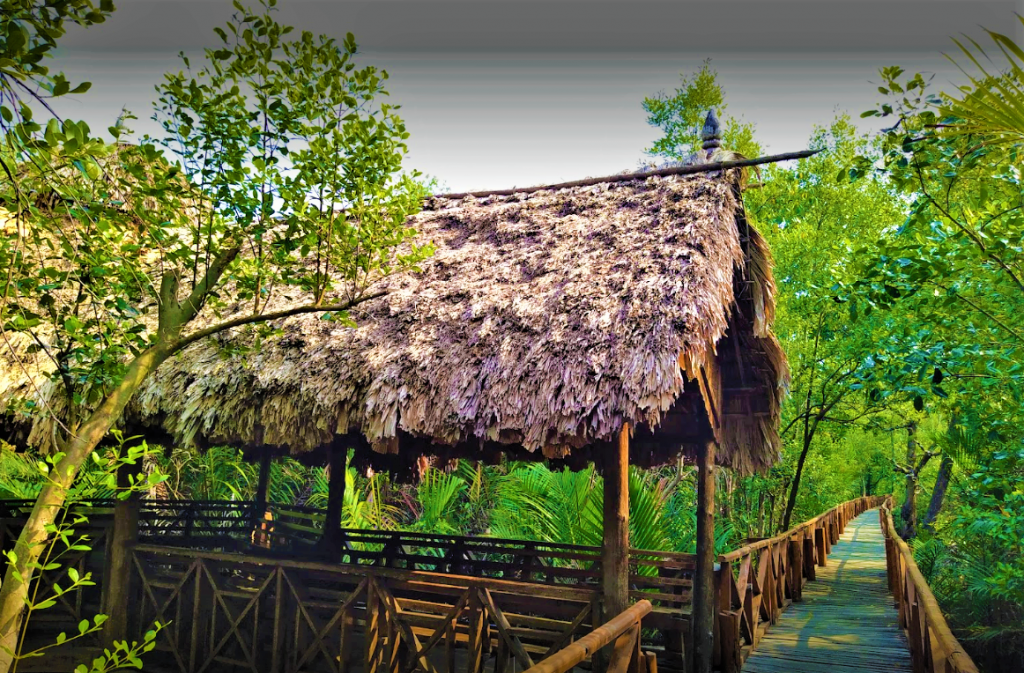 Dhani Nallah Mangrove Walkway Rangat Andaman