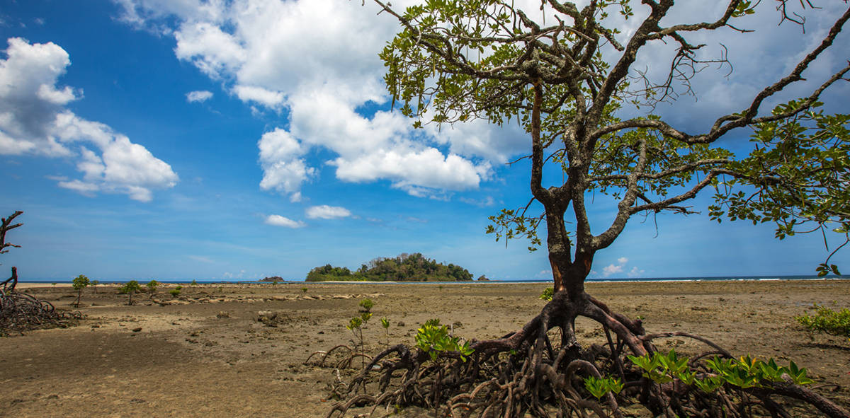Kalipur Beach turtle nesting shoreline Diglipur Andaman