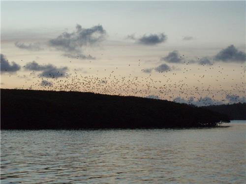 Parrot Island in Baratang 1