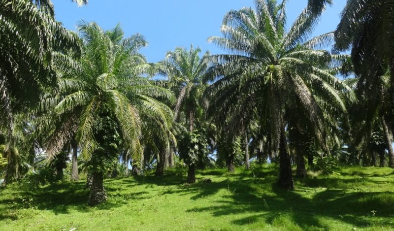 Red Palm Oil Plantation scenery in Little Andaman