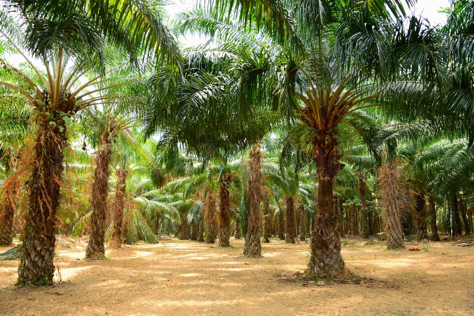 Oil palm trees and lush plantation landscape
